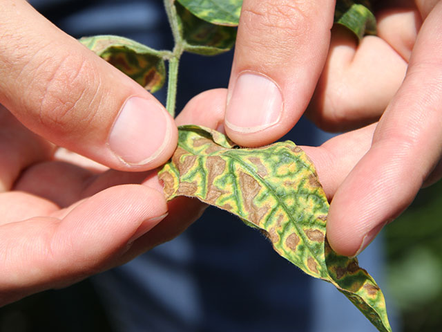 SDS starts in the roots of young soybean plants and produces interveinal chlorosis late in the season. (DTN photo by Pam Smith)